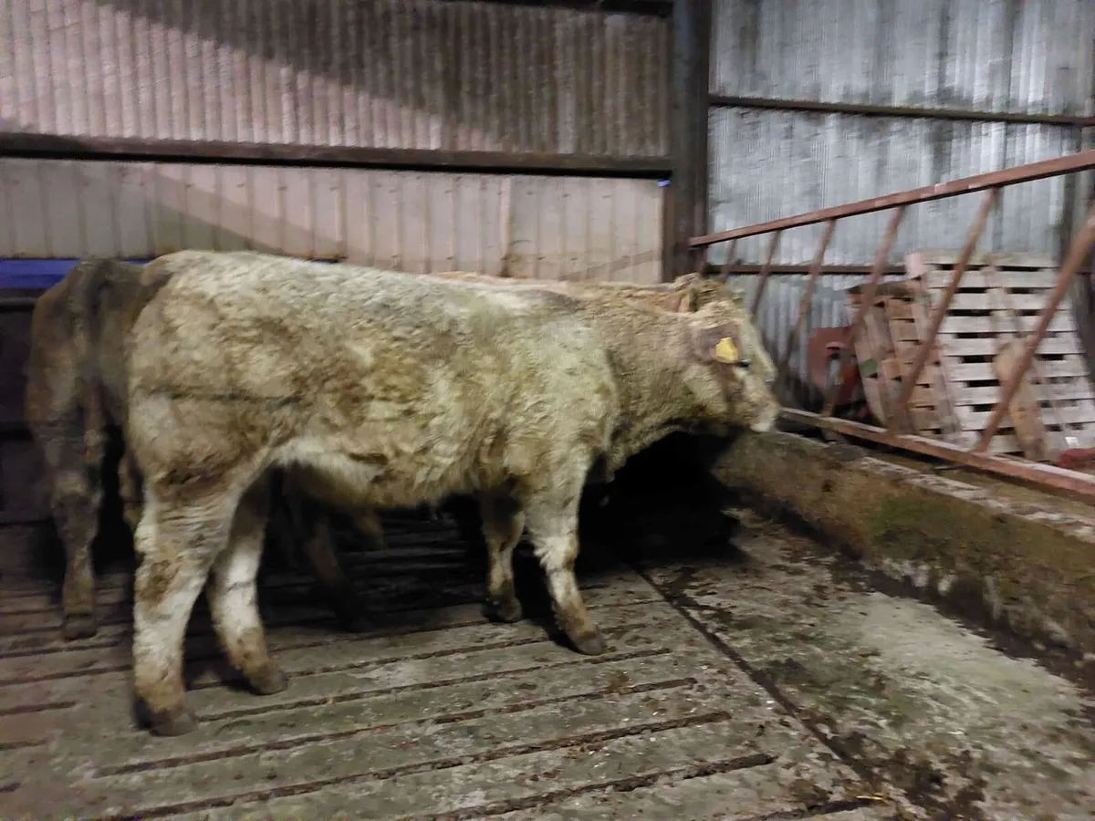 Organic weanlings - Image 4