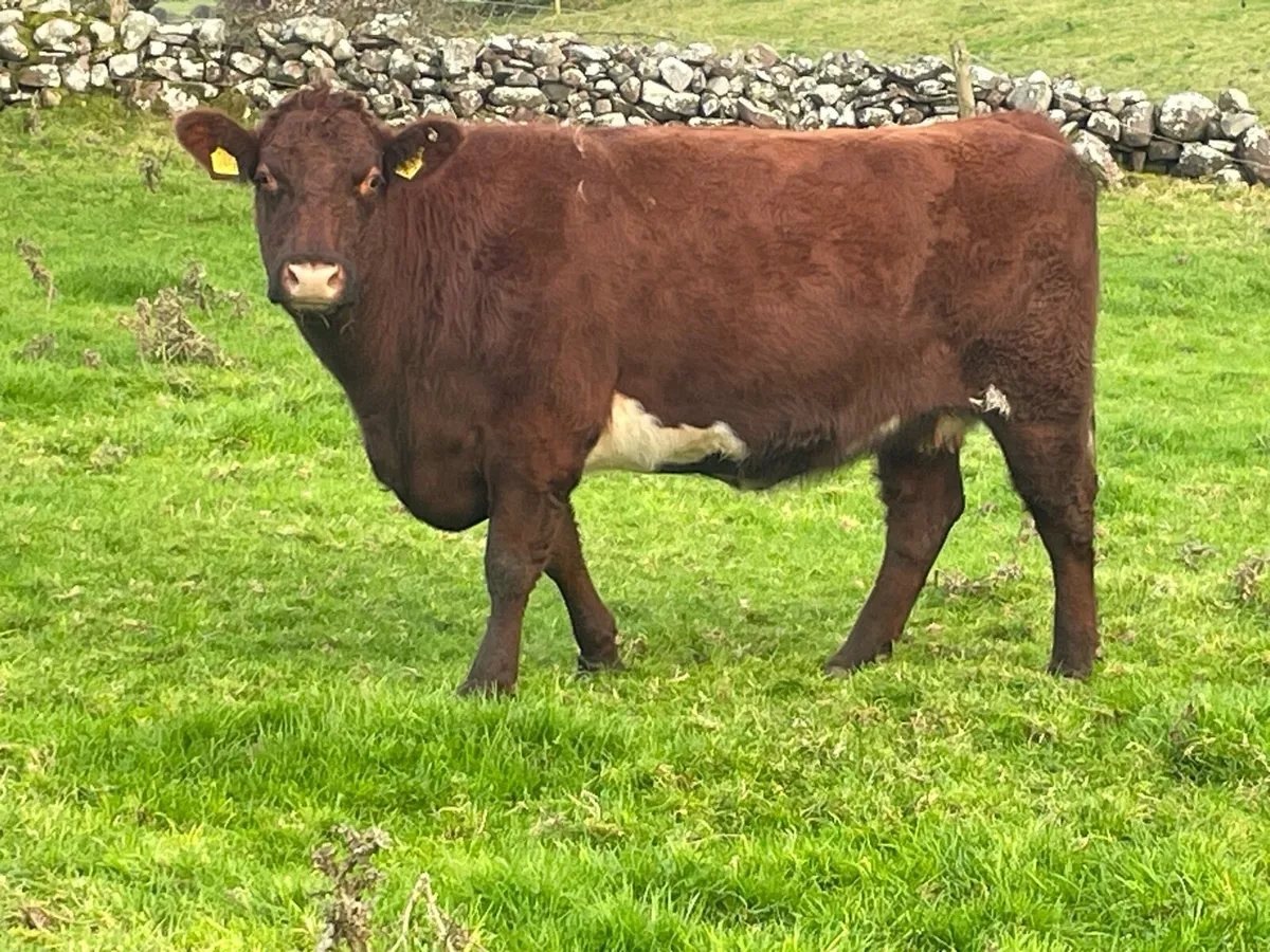 Incalf Heifer Ballymote - Image 1