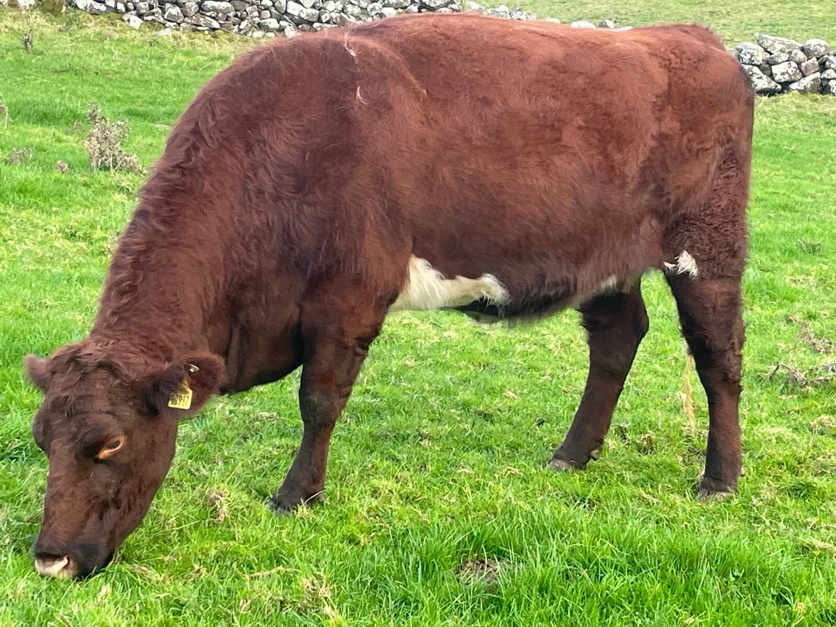 Incalf Heifer Ballymote - Image 2