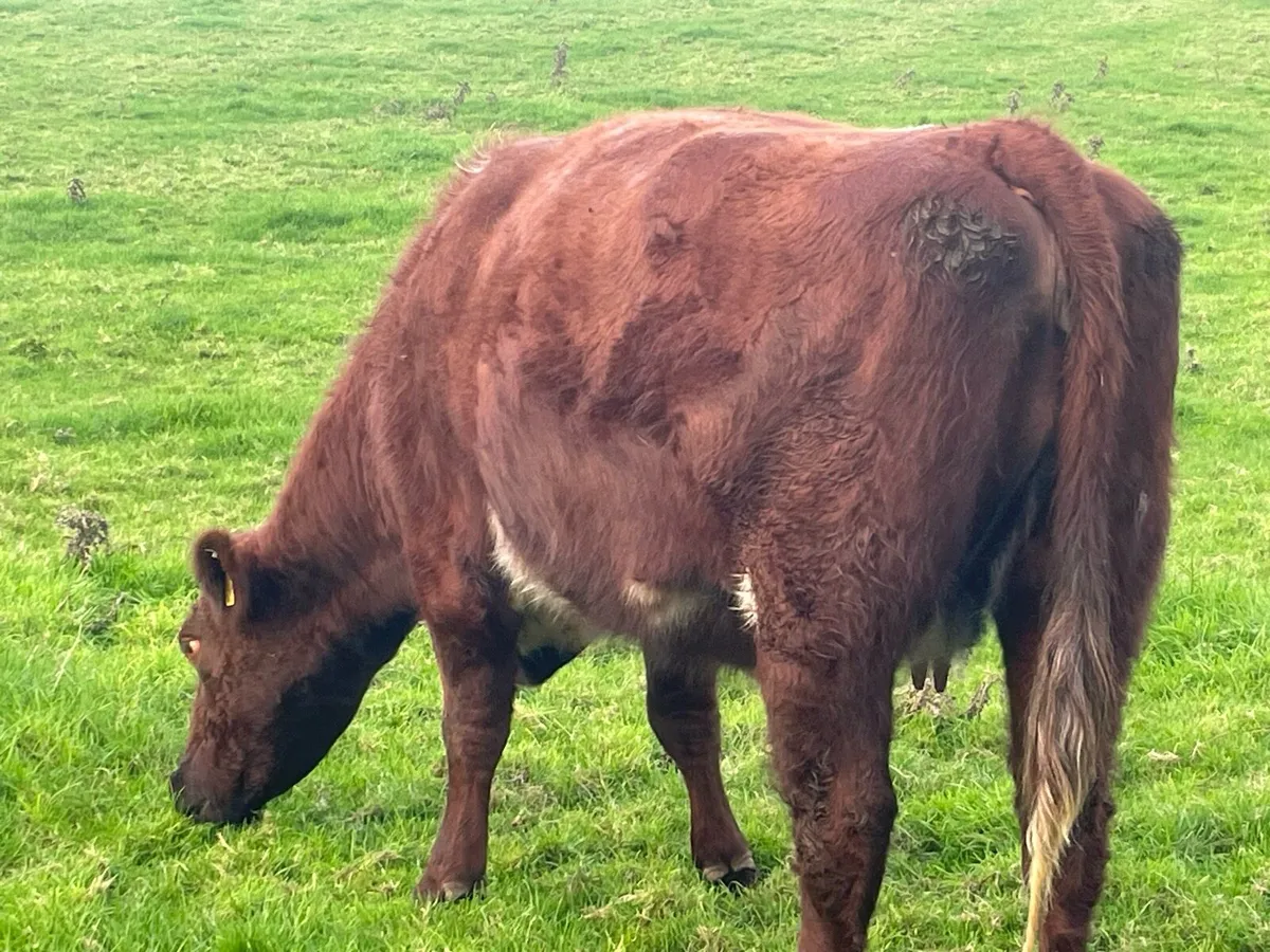 Incalf Heifer Ballymote - Image 3
