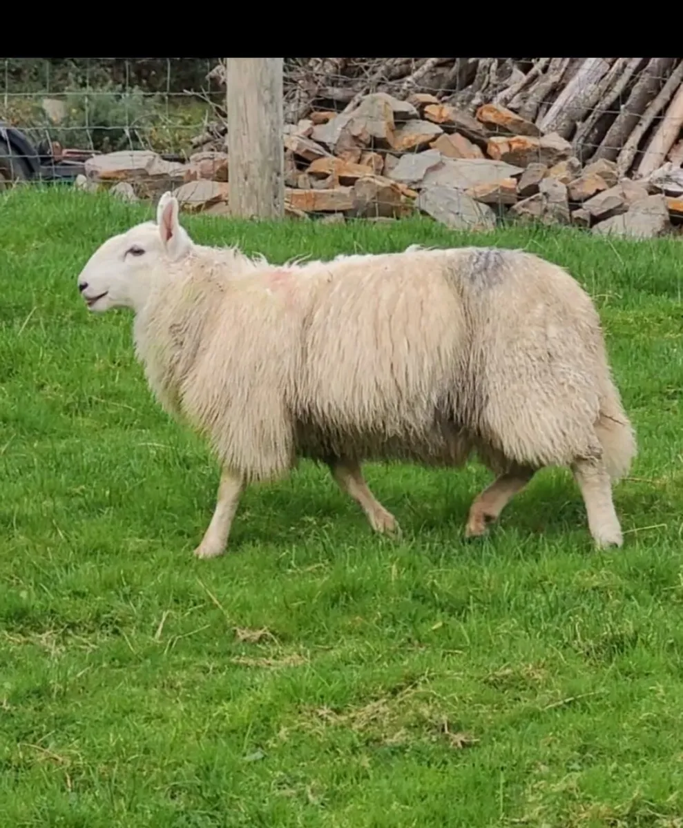 Cheviot Ram Lambs