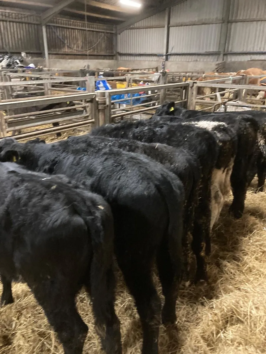 AA bull’s - Image 1