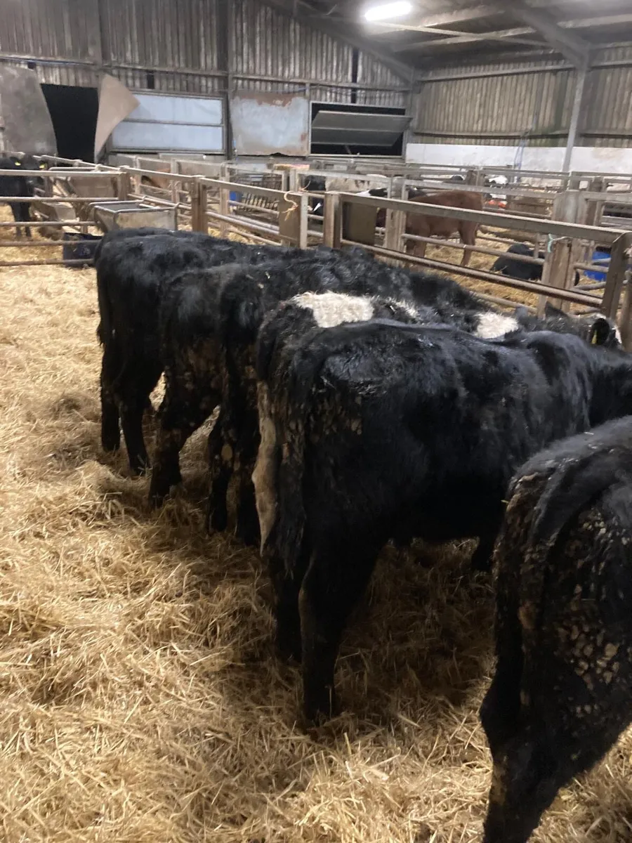 AA bull’s - Image 2