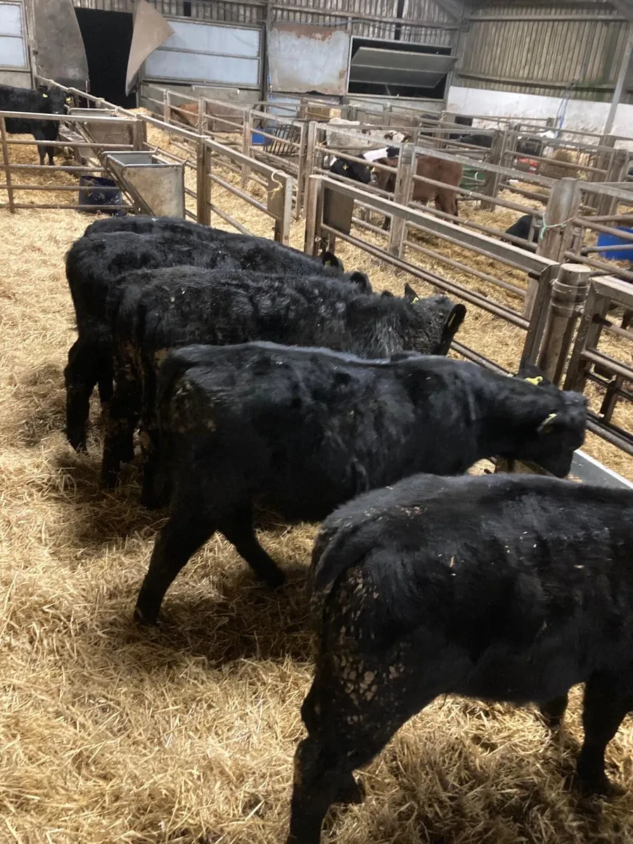 AA bull’s - Image 3