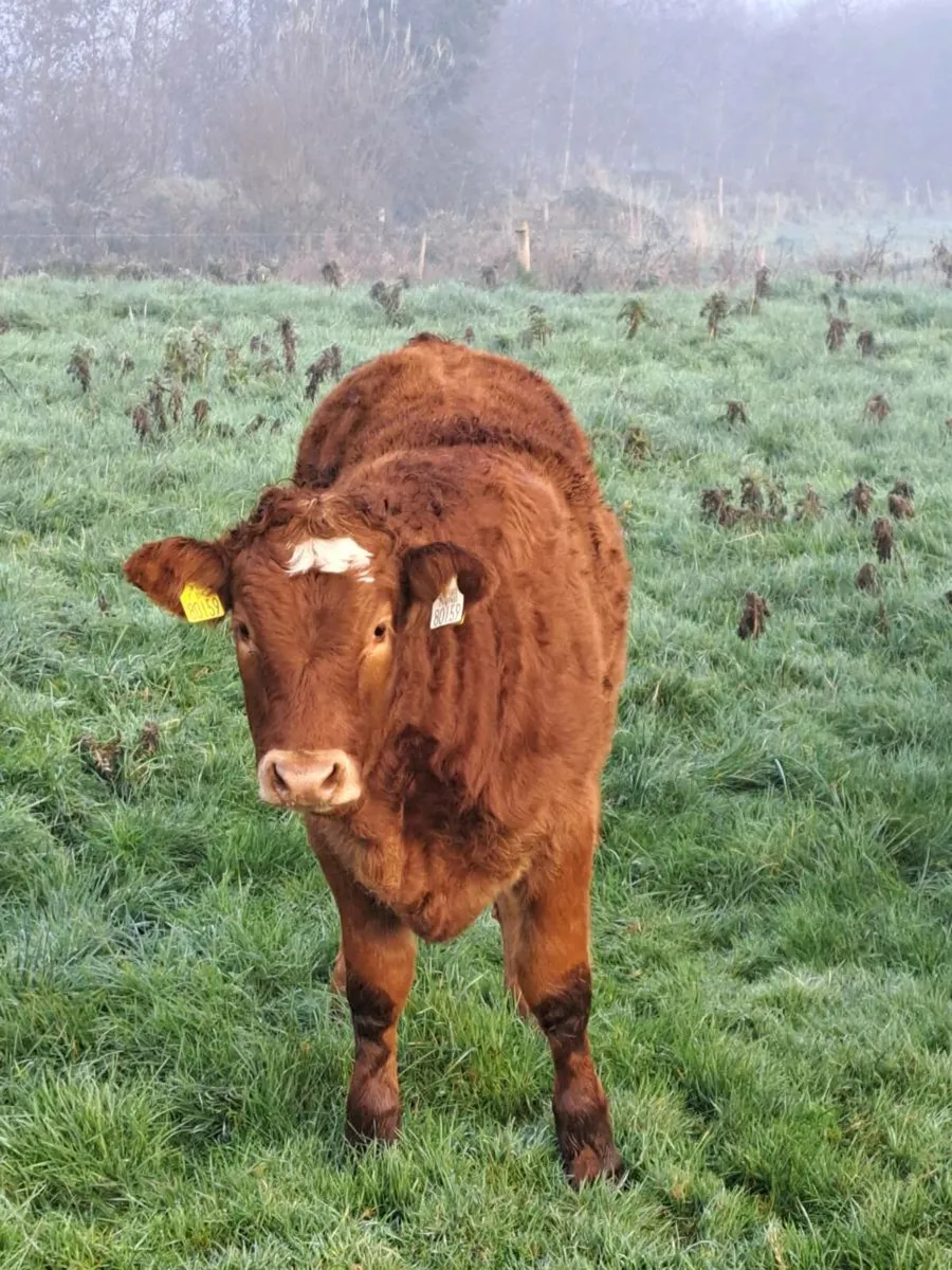 3 x Weanling Heifers and Bull - Image 2