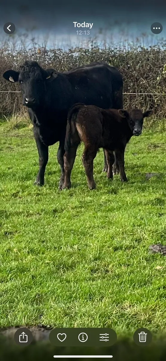 Freshly Calved Limousin Heifers - Image 1