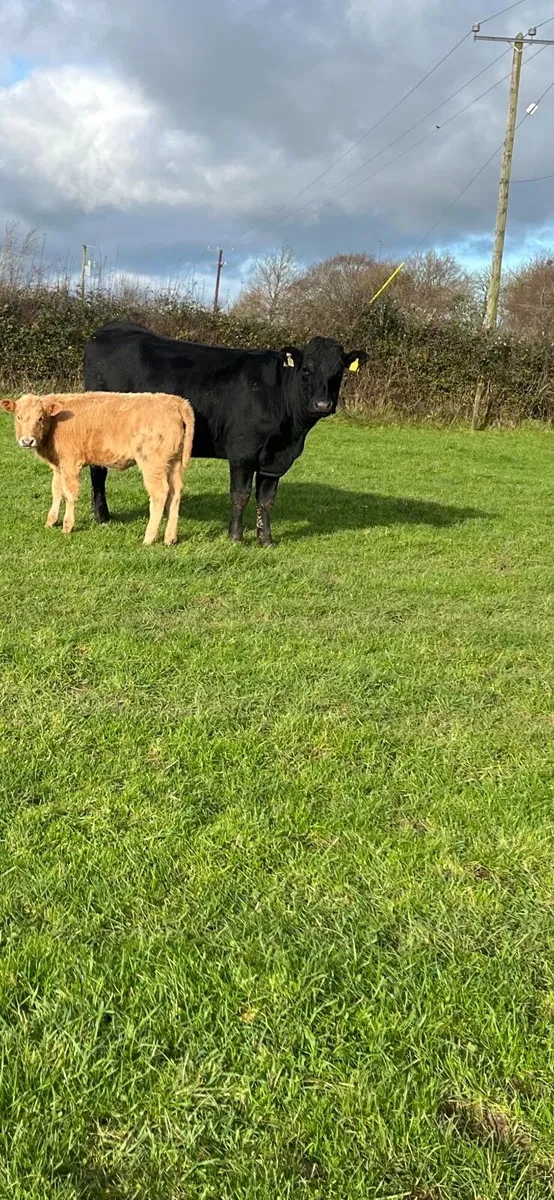 Freshly Calved Limousin Heifers - Image 2