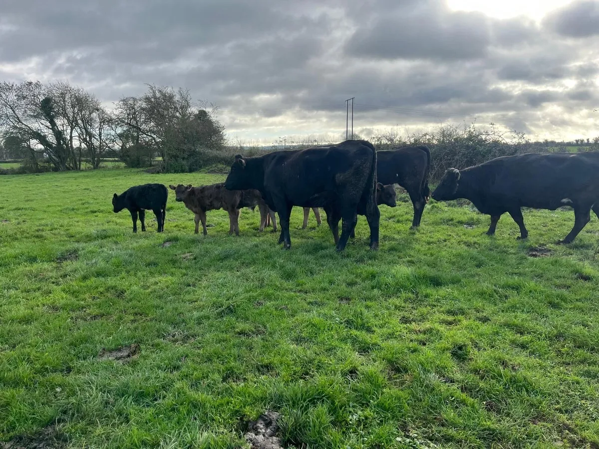 Freshly Calved Limousin Heifers - Image 4