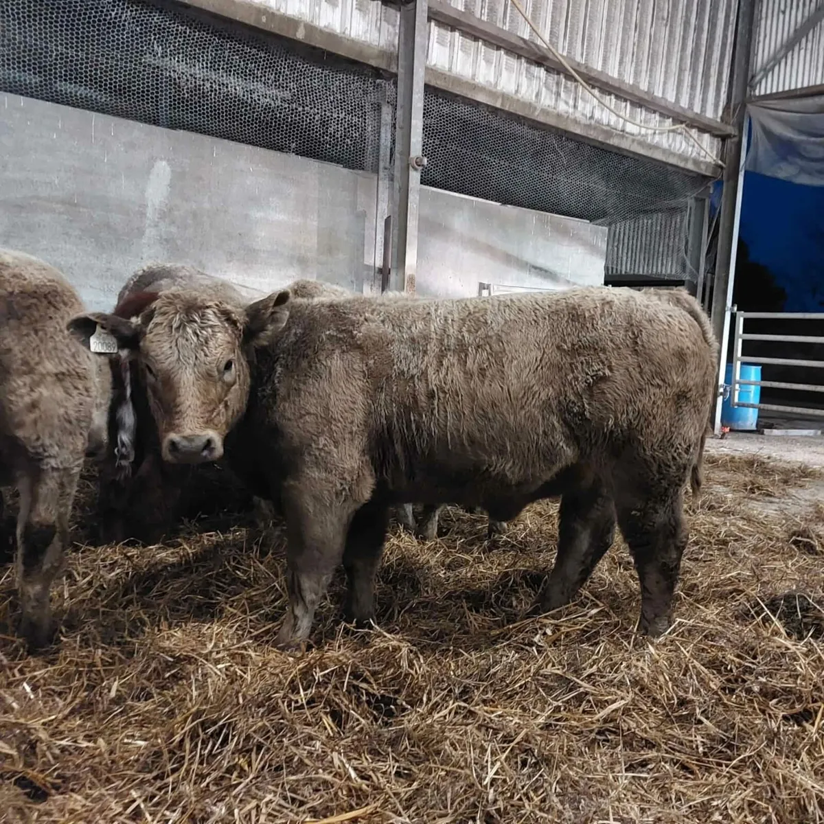 Organic weanlings for drumshanbo mart - Image 1