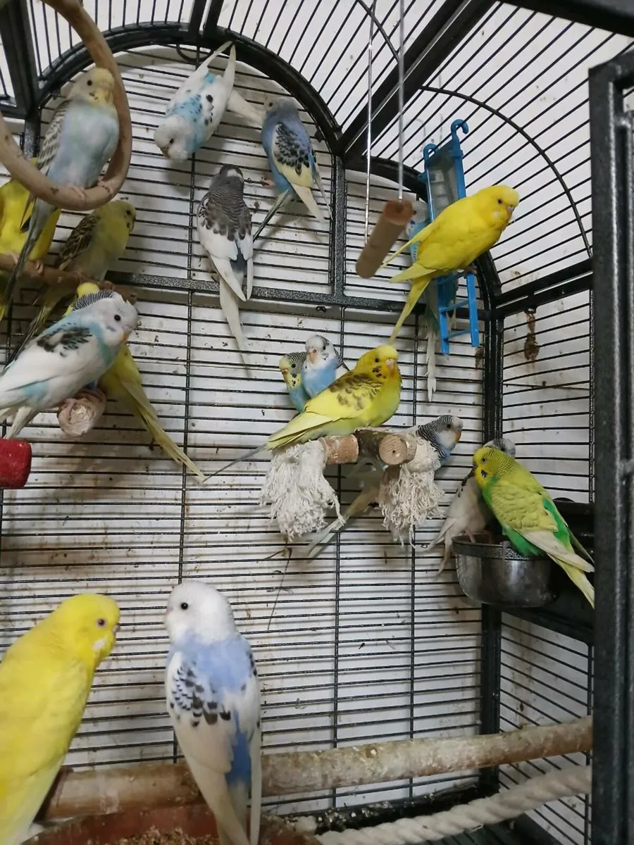 Budgies - Image 1