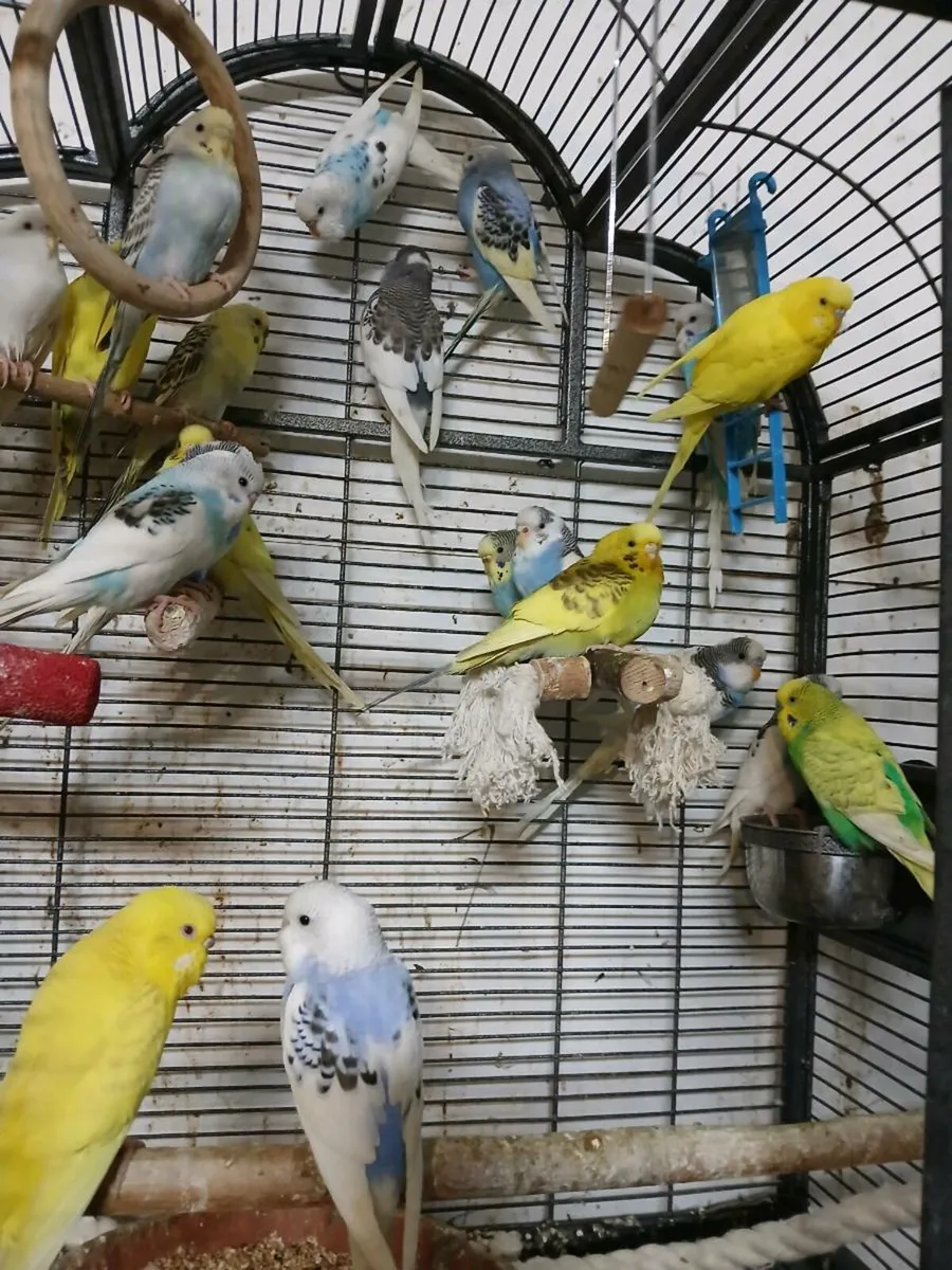 Budgies - Image 2