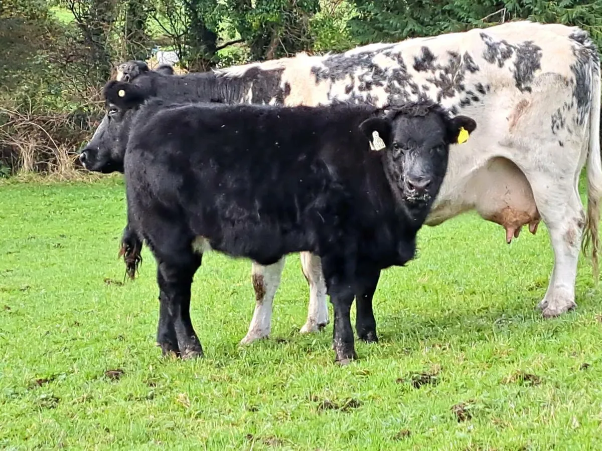 3 x Weanling Heifers and Bull - Image 3