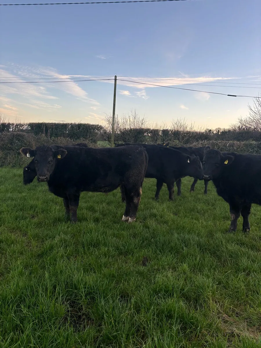 Bullocks for Sale - Image 1