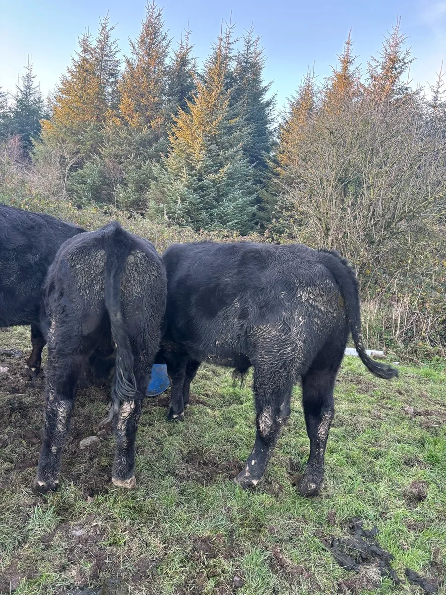 Bullocks for Sale - Image 2