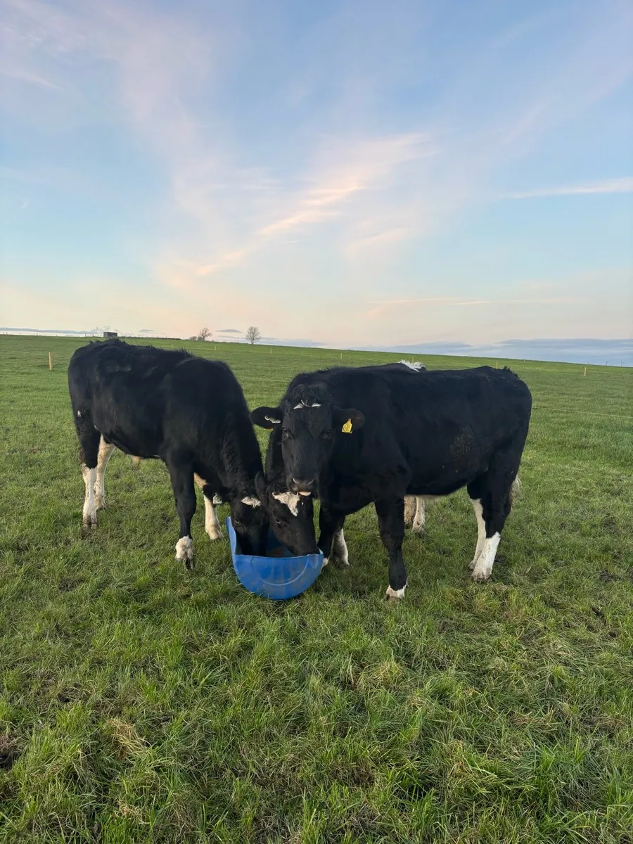 Bullocks for Sale - Image 3