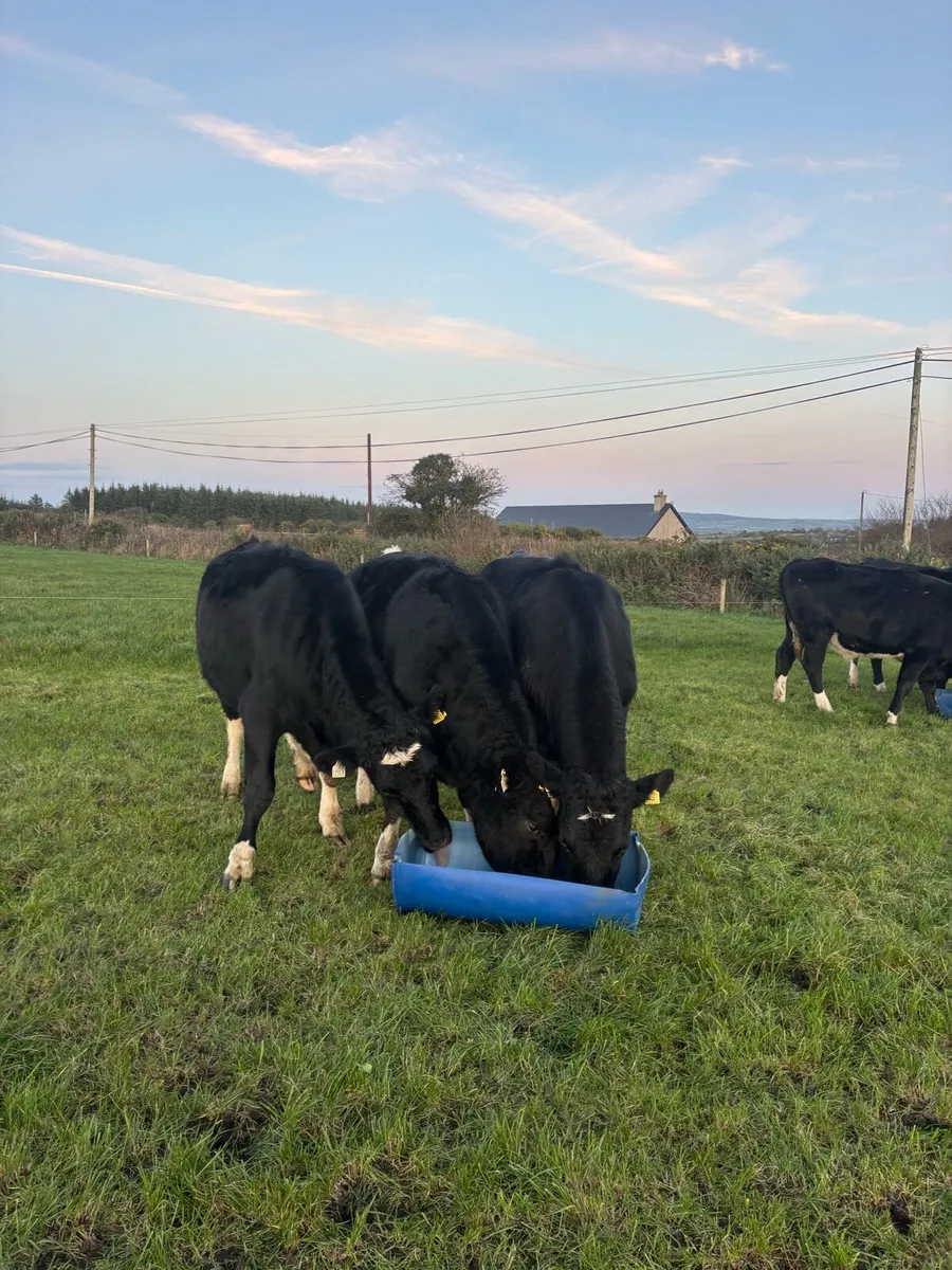 Bullocks for Sale - Image 4