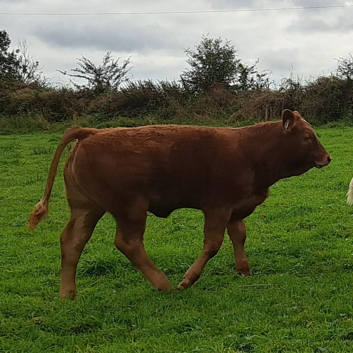 3 x Weanling Heifers and Bull - Image 1