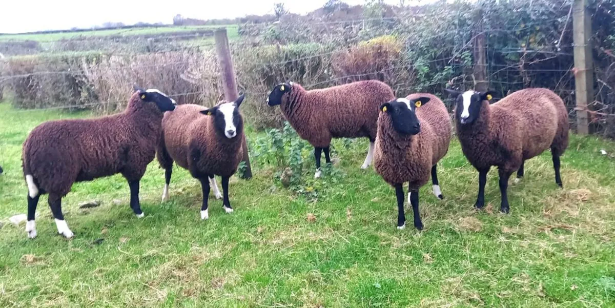 ZWARBLE  EWE  LAMBS