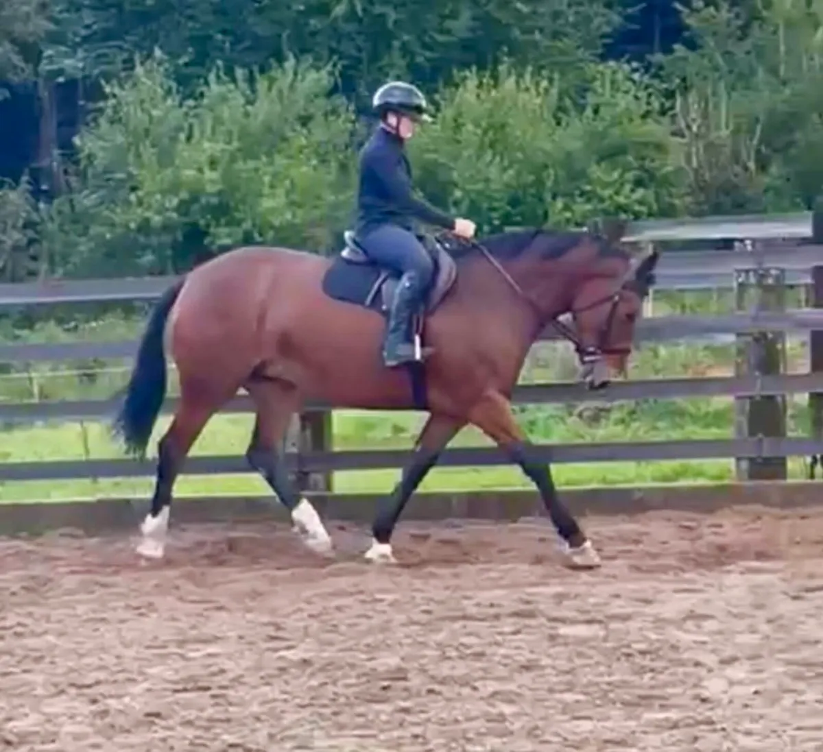 Top class 6yr 17hh Draught Mare - Image 1