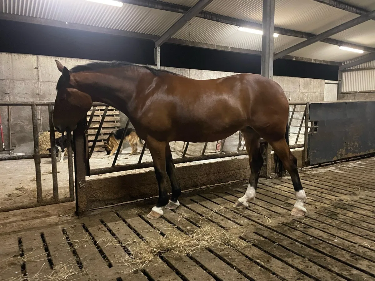 Top class 6yr 17hh Draught Mare - Image 2