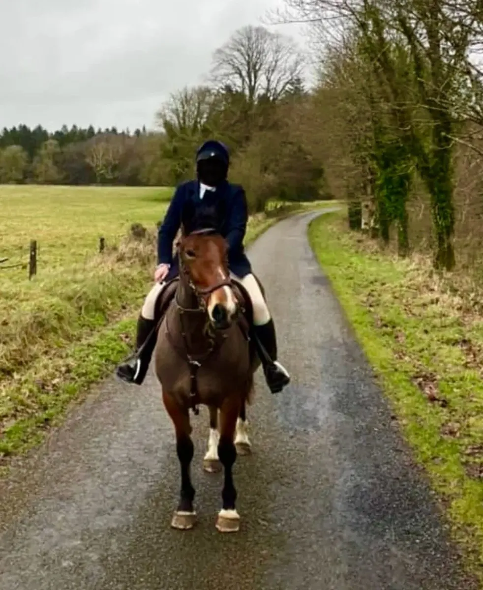 Top class 6yr 17hh Draught Mare - Image 3