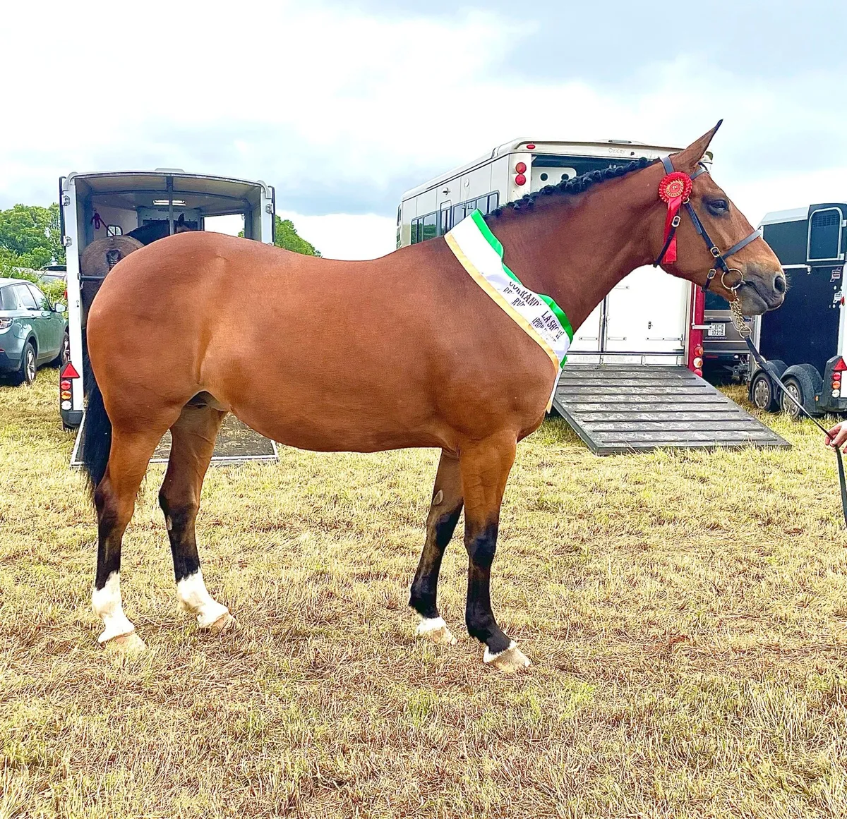 Top class 6yr 17hh Draught Mare - Image 4