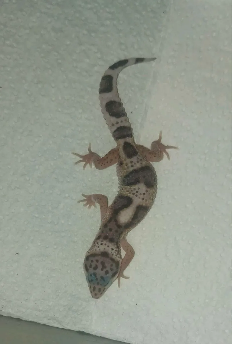 Geckos - Image 2