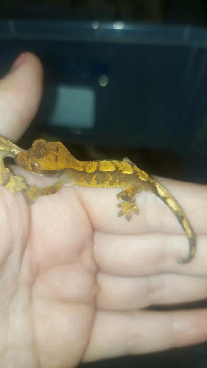 Geckos - Image 3