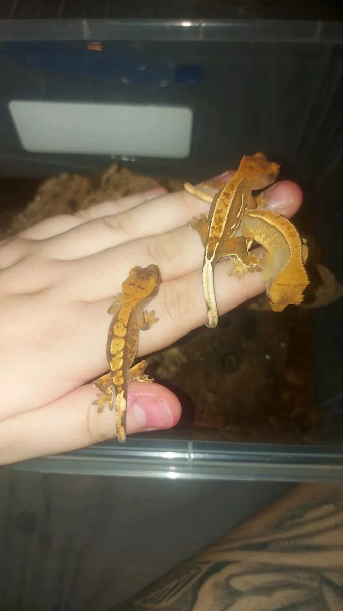Geckos - Image 4