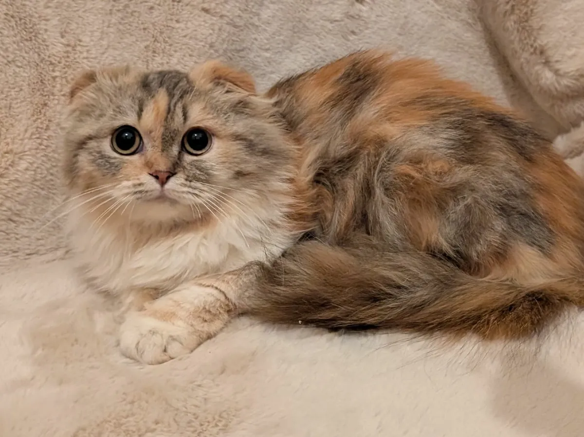 Fluffy kitten - Image 1