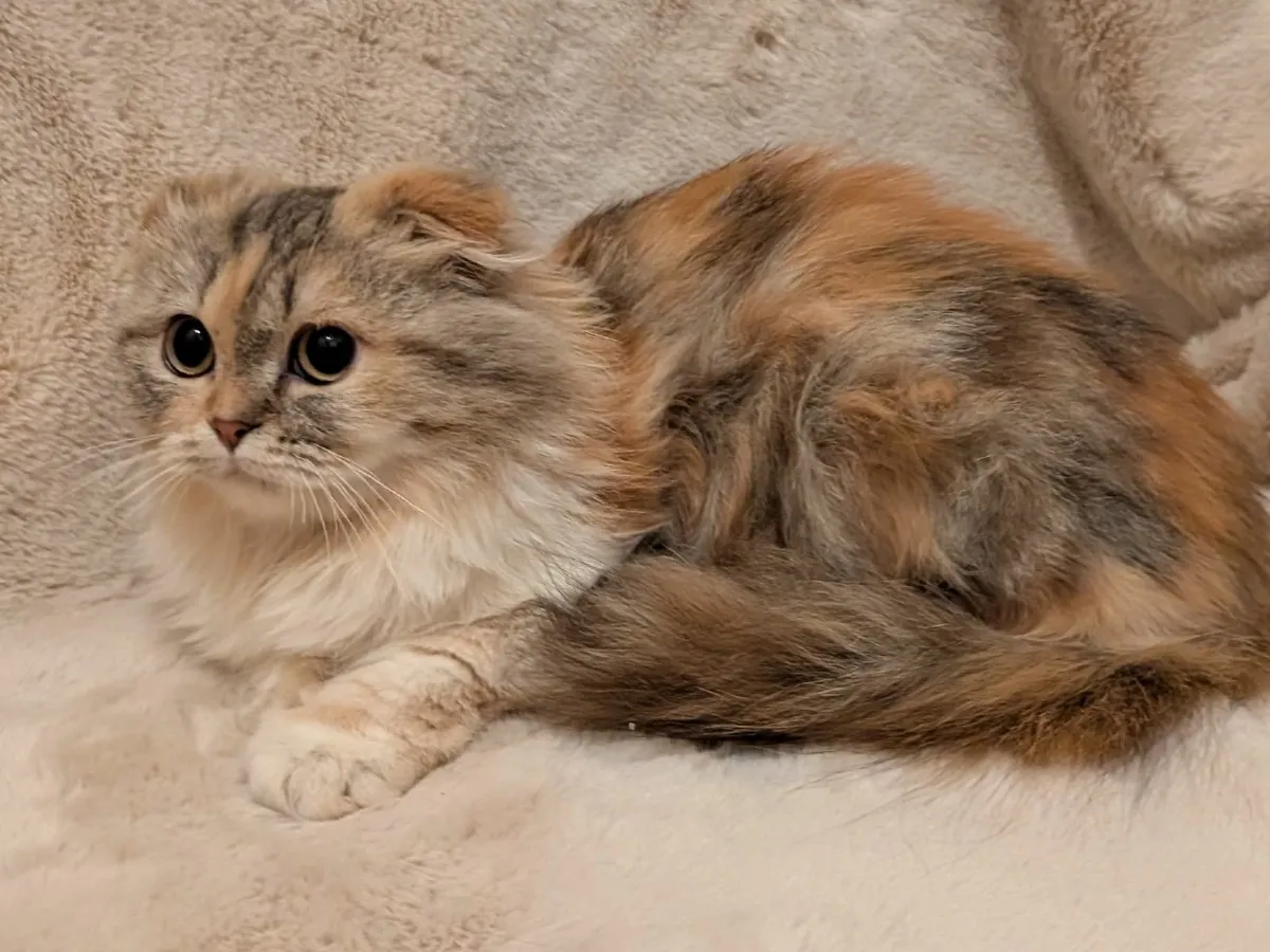 Fluffy kitten - Image 2