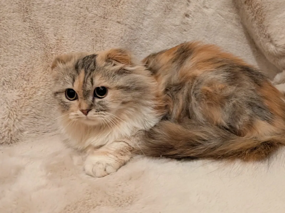 Fluffy kitten - Image 3