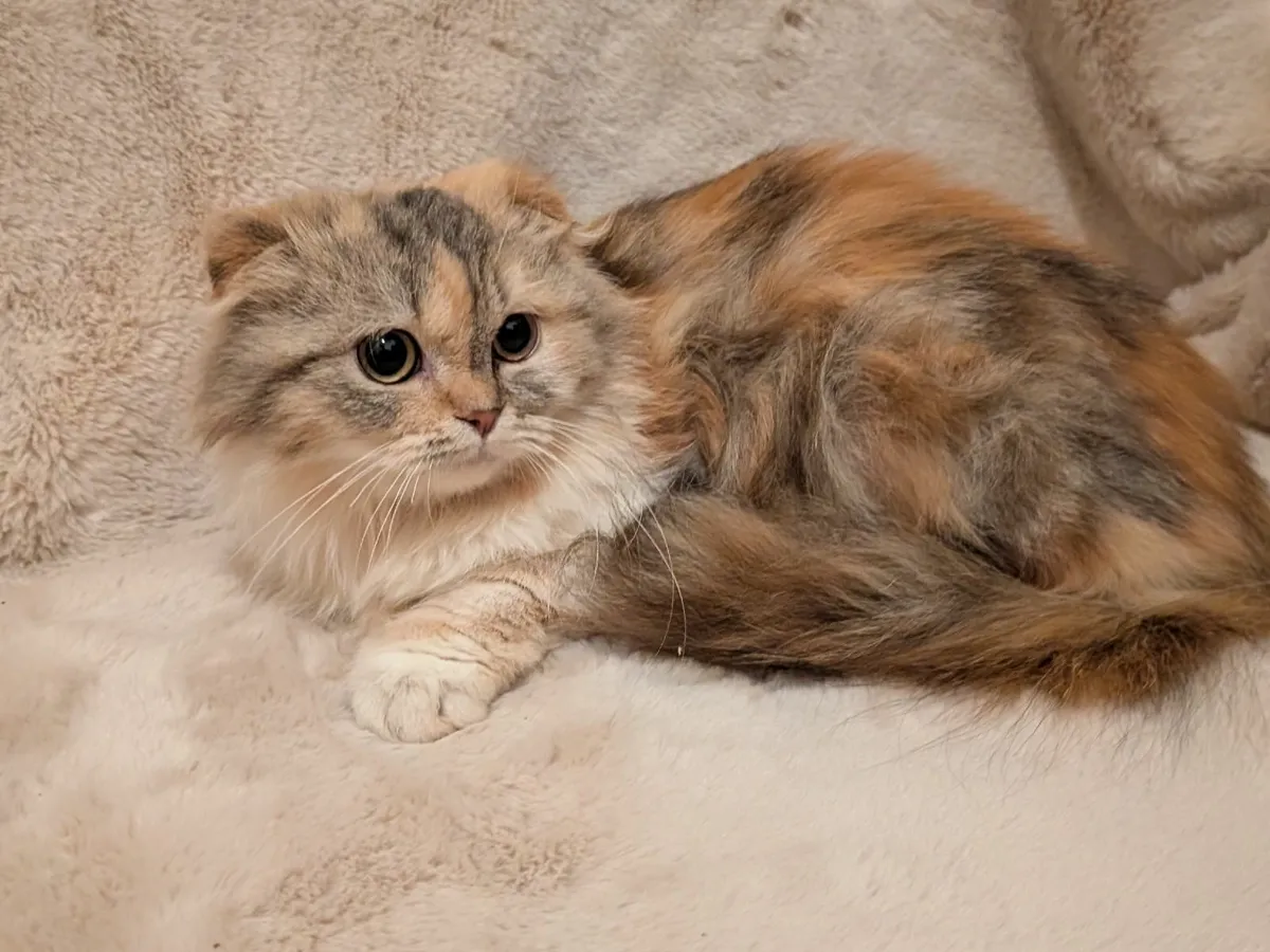 Fluffy kitten - Image 4