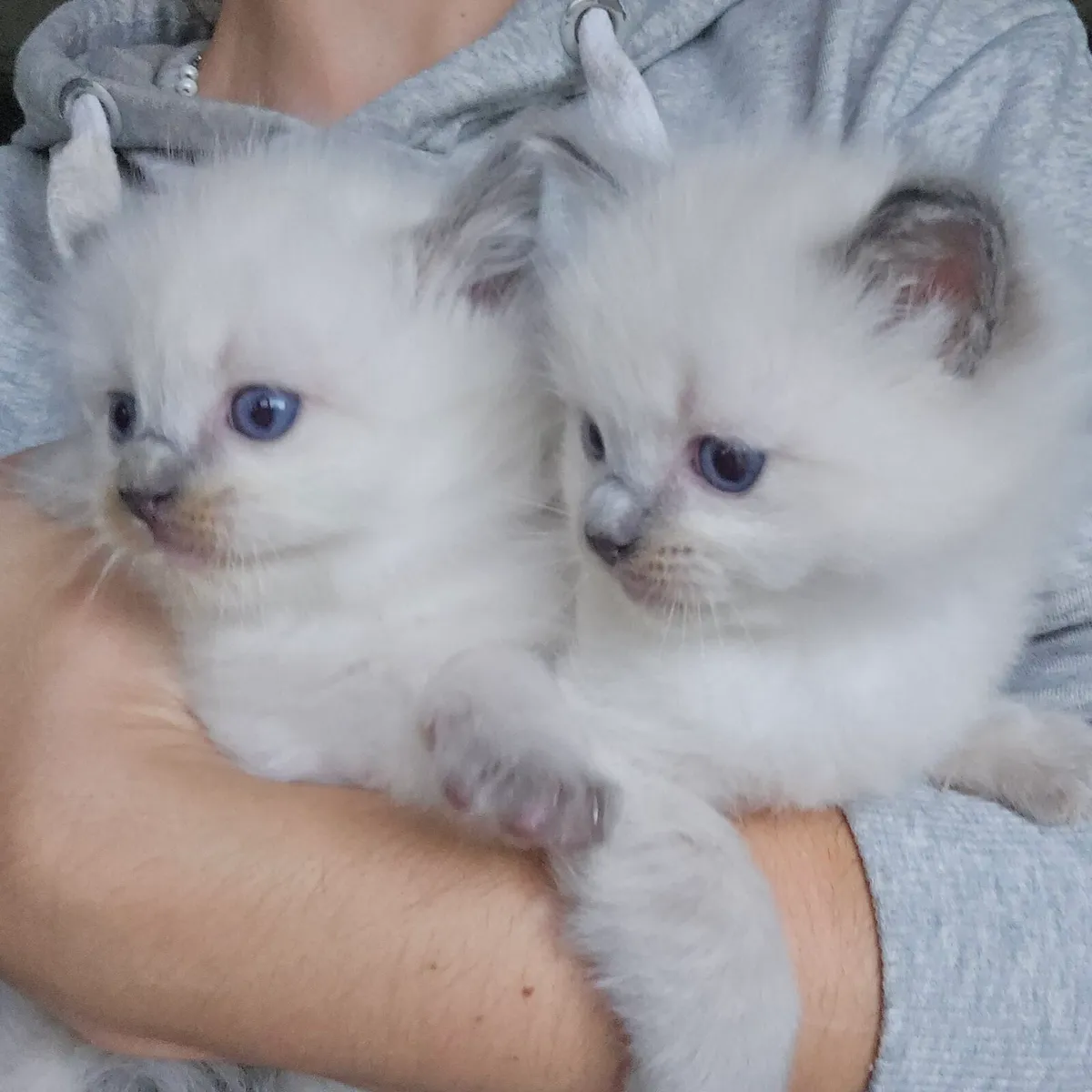 Siberian kittens Ragdoll kittens - Image 2