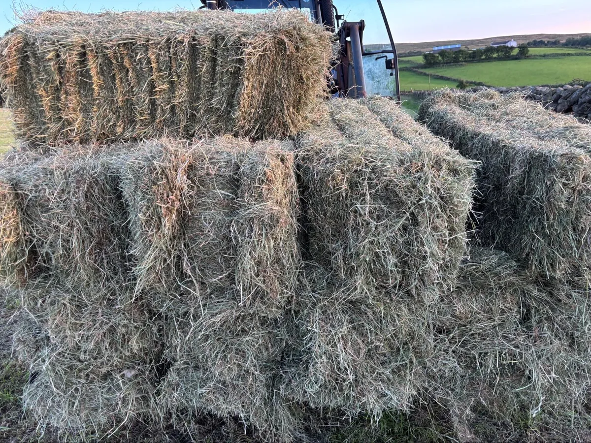 Small bale haylage - Image 4