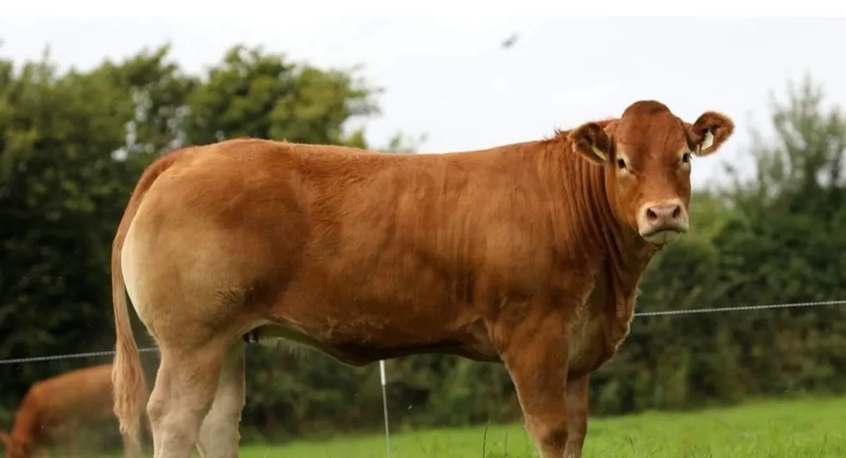 *W*A*N*T*E*D* Ped reg LM incalf heifer w*a*n*t*e*d