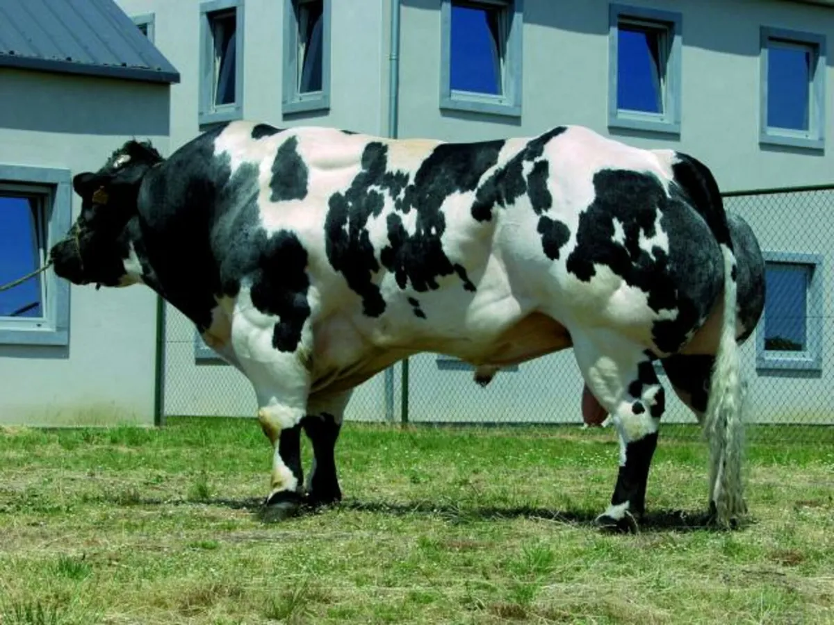 Ai semen straws - Image 4