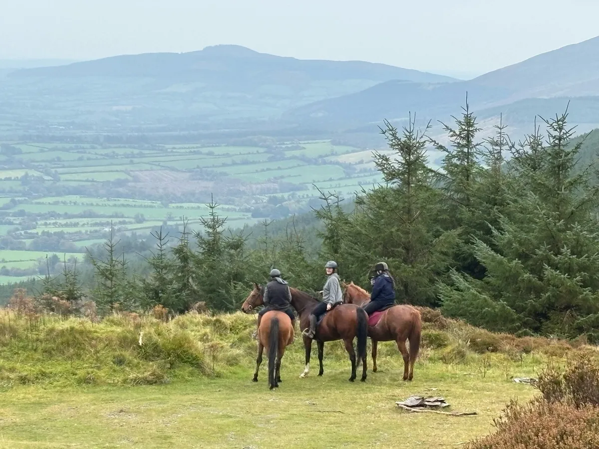 Livery/retirement Livery - Image 1