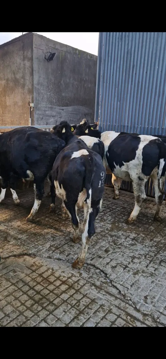In calf heifers - Image 1