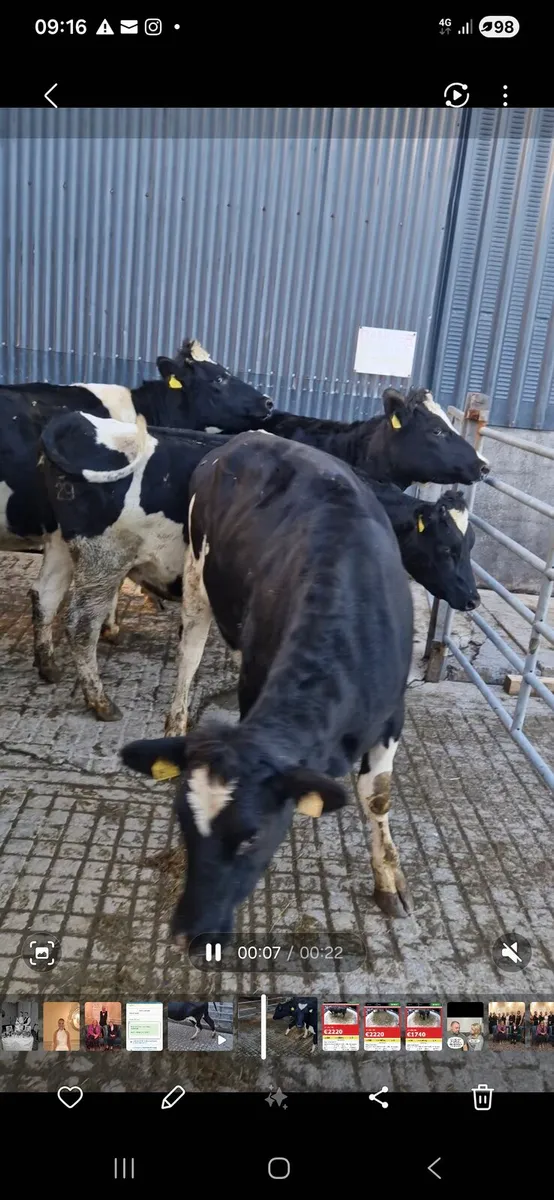 In calf heifers - Image 2