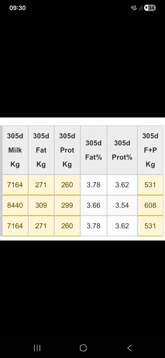 Pedigree registered holstein freisian bulls - Image 4