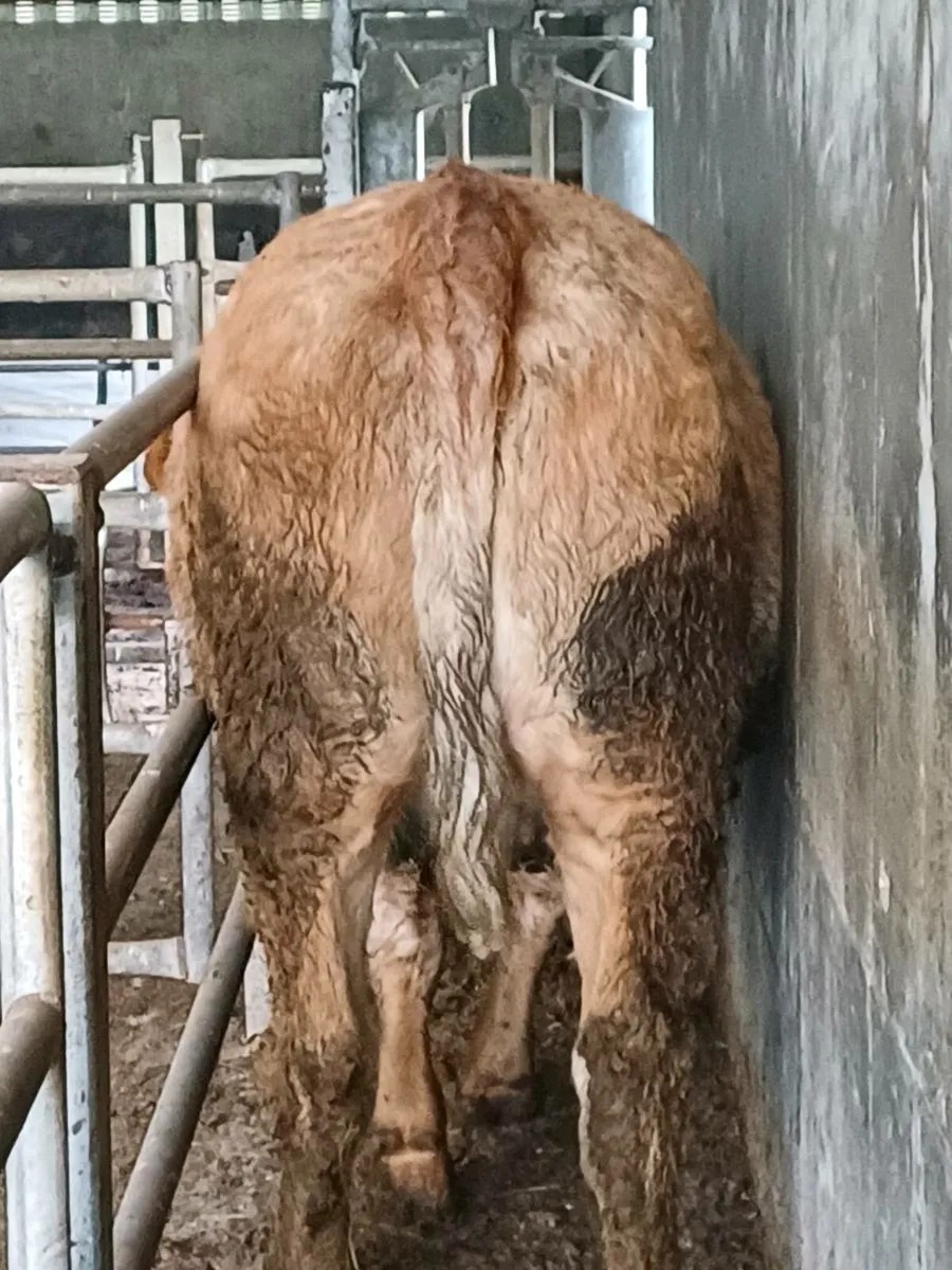 In calf heifer ballinasloe mart - Image 3