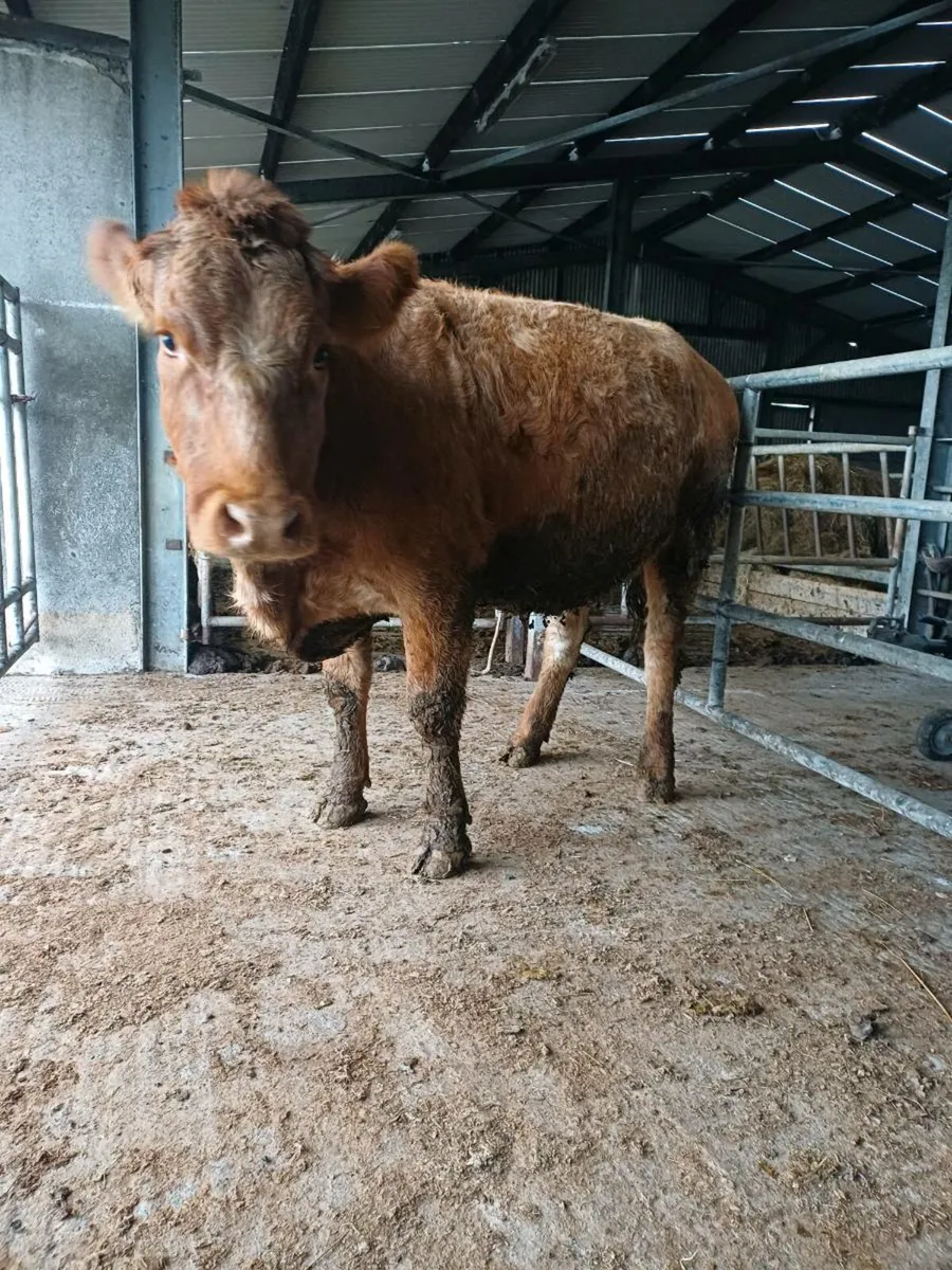 In calf heifer ballinasloe mart - Image 2