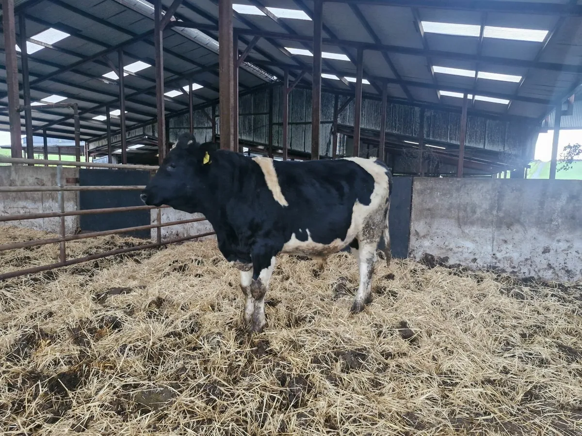 Pedigree registered holstein freisian bulls - Image 2