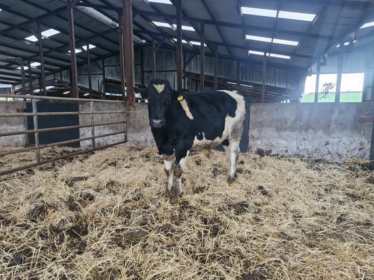 Pedigree registered holstein freisian bulls - Image 3