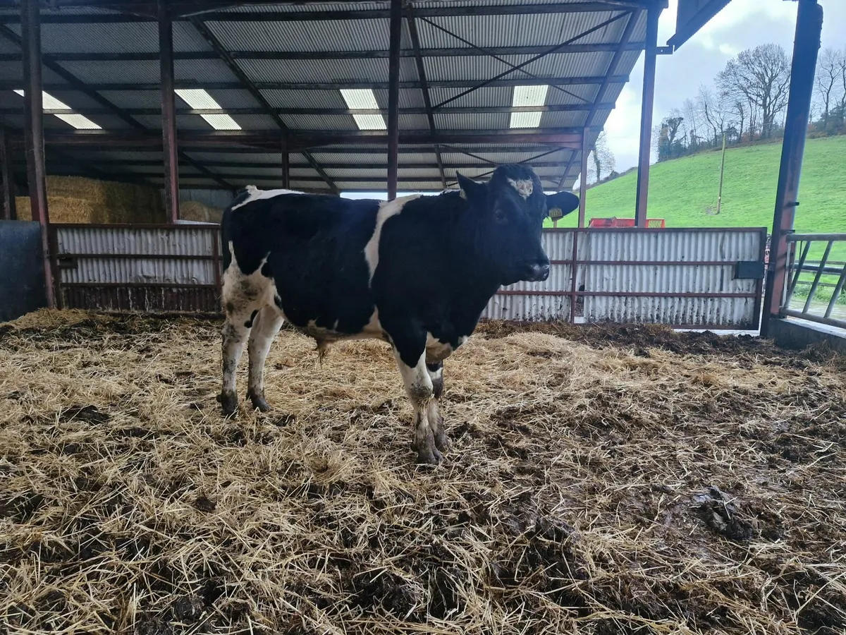 Pedigree registered holstein freisian bulls - Image 1