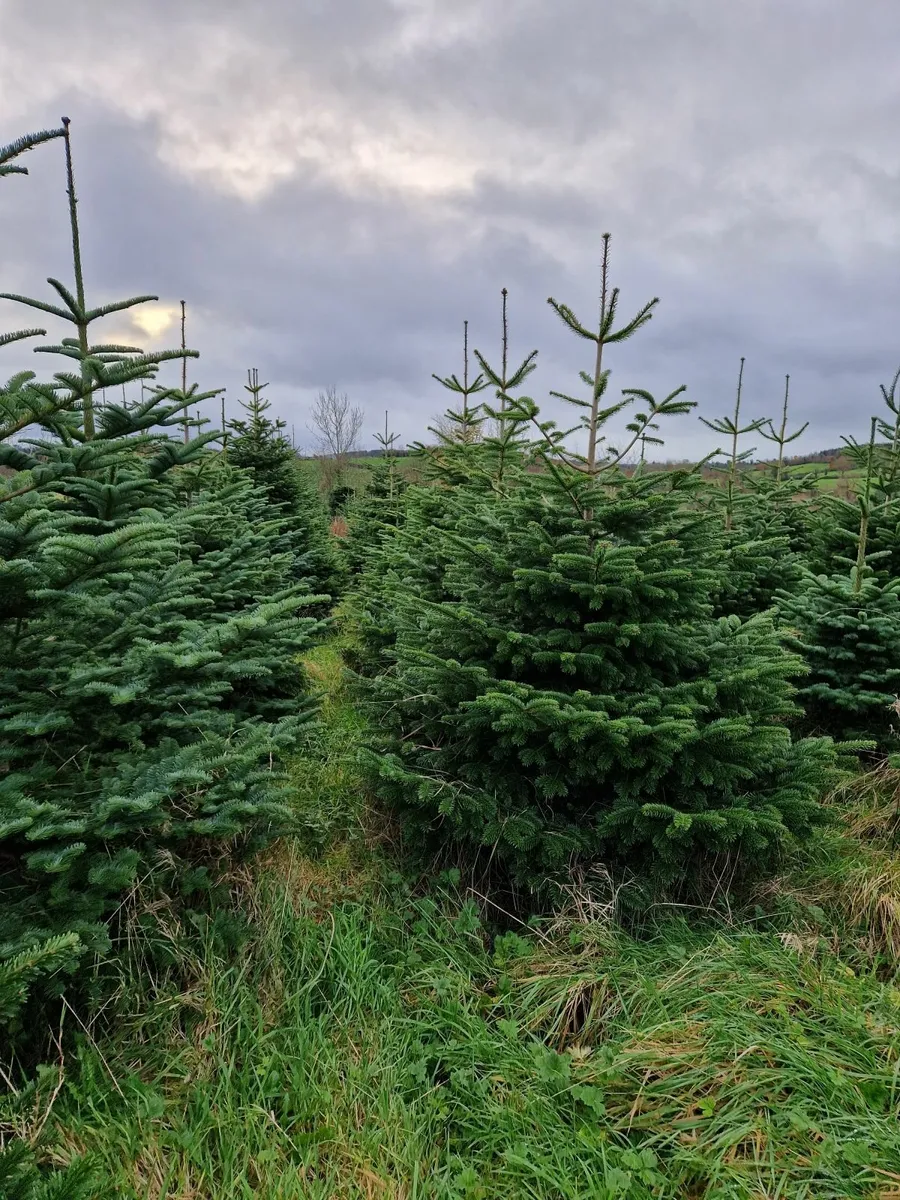 Noble Fir Christmas Trees - Image 1