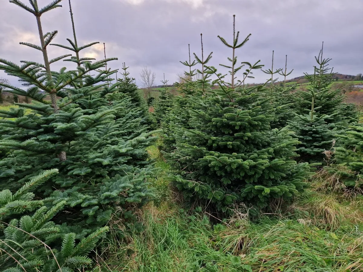 Noble Fir Christmas Trees - Image 2