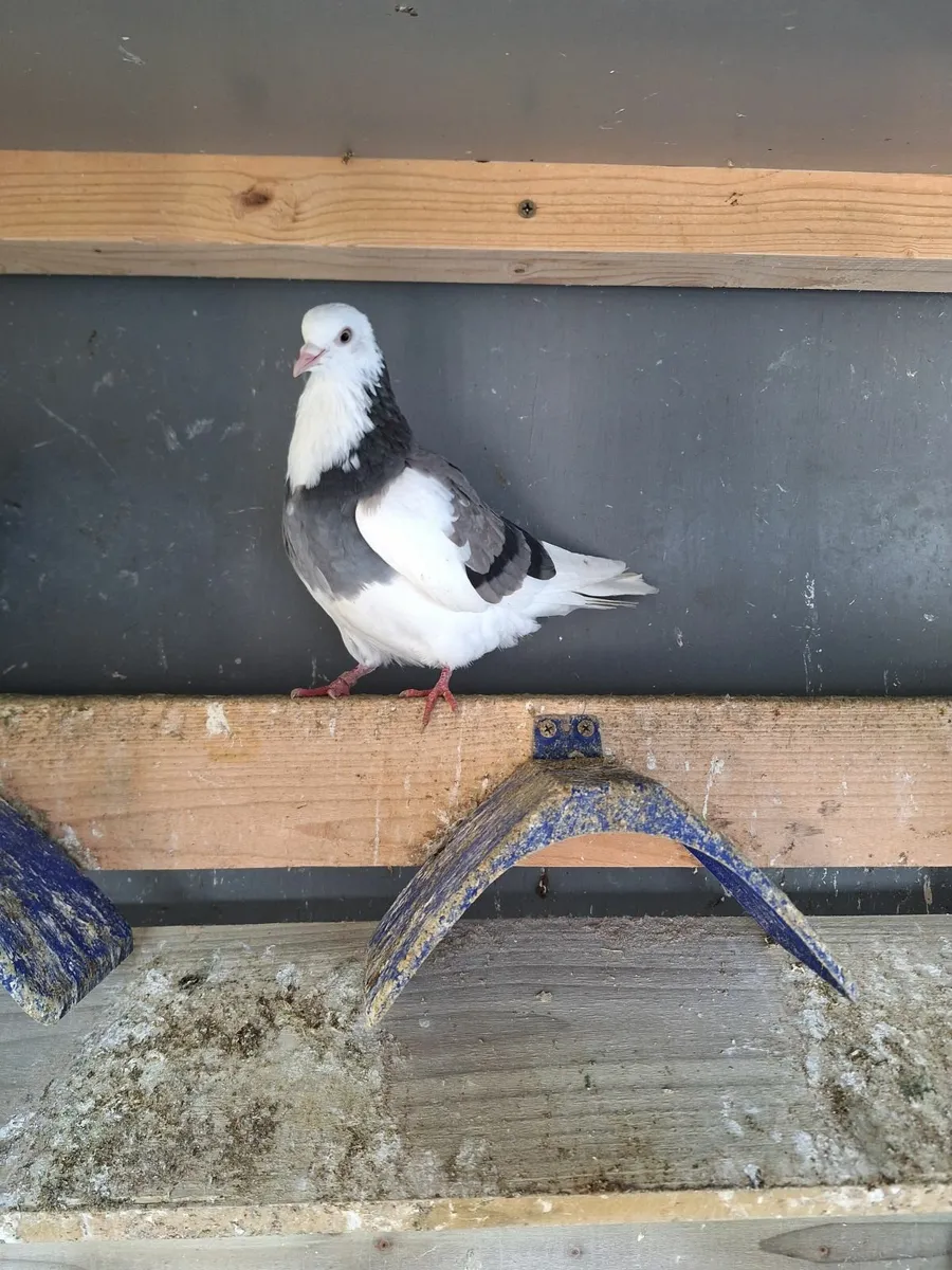 Roller pigeons - Image 1