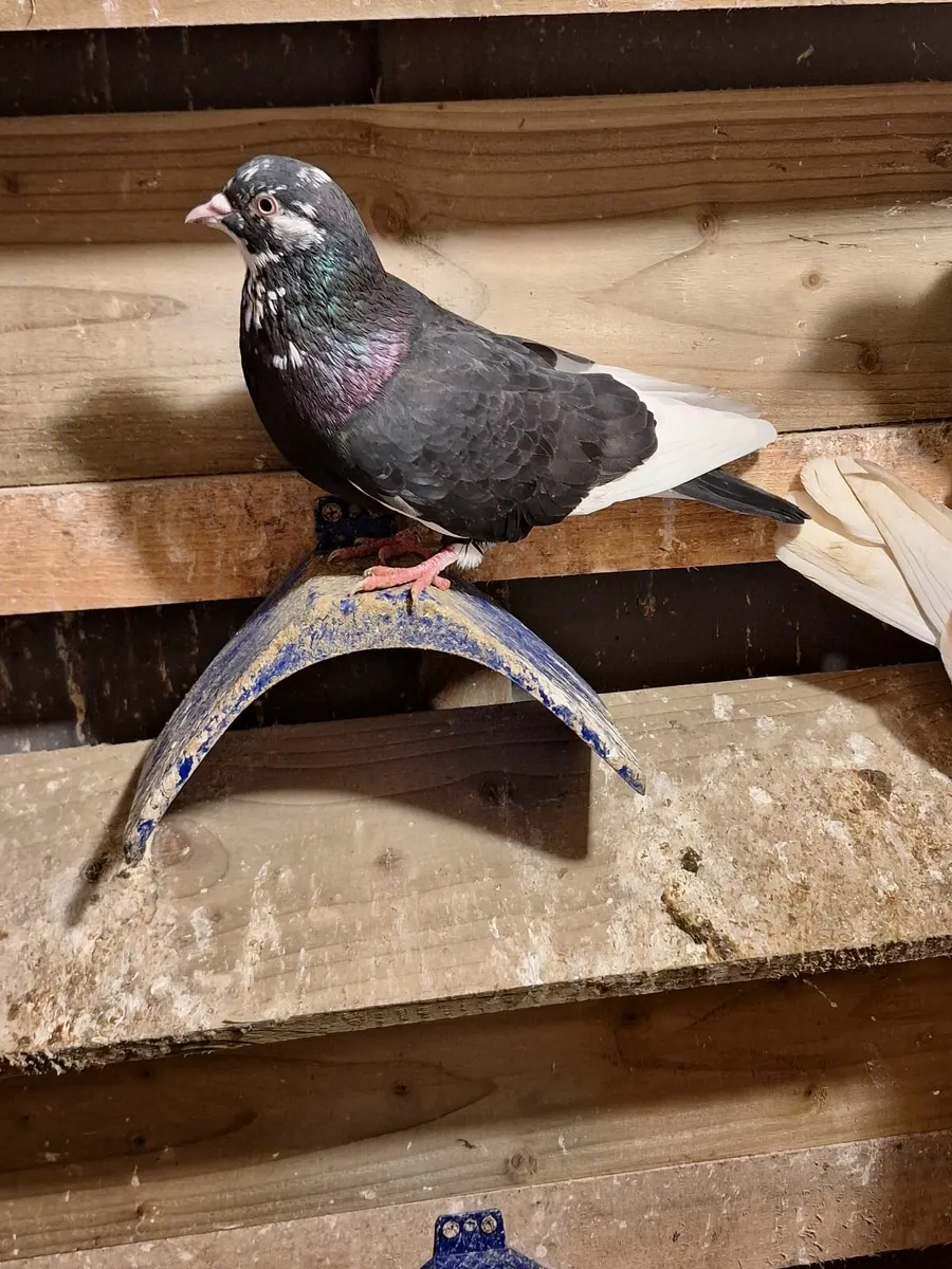 Roller pigeons - Image 2